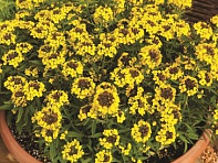 Желтушник гибридный (Canaries)