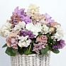 Виола Виттрока (Viola wittrockiana) Виола Виттрока (Viola wittrockiana)