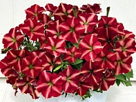 Петуния ампельная гибридная (Gioconda F1)