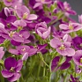 Арабис кавказский (Arabis caucasica)