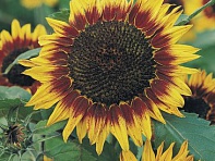 Подсолнечник летний (Floristan)