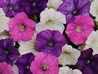 Петуния ампельная гибридная (Shock Wave F1)