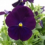 Виола Виттрока (Viola wittrockiana)