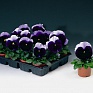 Виола Виттрока (Viola wittrockiana) Виола Виттрока (Viola wittrockiana)