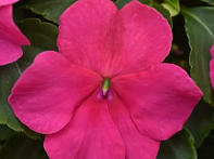 Бальзамин Уоллера