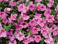 Петуния ампельная гибридная (Diamond F1)