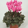 Виола Виттрока (Viola wittrockiana)
