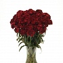 Гвоздика турецкая (Dianthus barbatus)