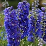 Дельфиниум высокий (Delphinium elatum) Дельфиниум высокий (Delphinium elatum)