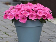 Петуния ампельная гибридная (E3 Easy Wave F1)