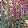 Многоколосник седой (Agastache cana)
