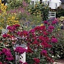 Гвоздика турецкая (Dianthus barbatus)
