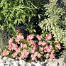 Бегония вечноцветущая (зеленая листва) (Begonia semperflorens)