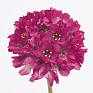 Армерия морская (Armeria maritima)