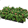 Целозия гребенчатая (Celosia cristata)