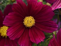 Космея дваждыперистая (Sonata)