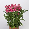 Вербена гибридная (Verbena hybrida)