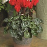 Цикламен персидский (Cyclamen persicum)