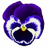 Виола Виттрока (Viola wittrockiana)