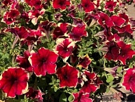 Петуния ампельная гибридная (Romantica F1)