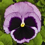 Виола Виттрока (Viola wittrockiana) Виола Виттрока (Viola wittrockiana)