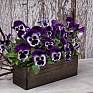 Виола виттрока (Viola wittrockiana) Виола виттрока (Viola wittrockiana)