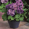 Примула обратноконическая (Primula obconica)