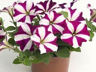 Петуния ампельная гибридная (Easy Wave F1)