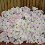 Петуния ампельная гибридная (Petunia x hybrida)