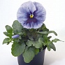 Виола виттрока (Viola wittrockiana)