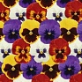 Виола виттрока (Viola wittrockiana) Виола виттрока (Viola wittrockiana)