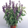Шалфей мучнистый (Salvia farinacea)