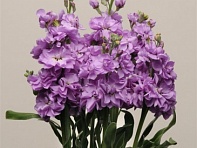 Левкой седой (Katz)