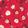 Вербена гибридная (Verbena hybrida) Вербена гибридная (Verbena hybrida)