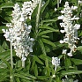 Шалфей мучнистый (Salvia farinacea)