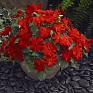 Бальзамин Уоллера (Impatiens walleriana)