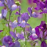 Льнянка марокканская (Linaria maroccana)