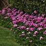 Гвоздика турецкая (Dianthus barbatus)