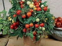 Томат (Micro Tom) Томат (Micro Tom)