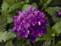 Вербена гибридная (Obsession F1)