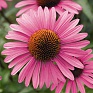 Эхинацея пурупурная (Echinacea purpurea)