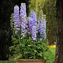 Дельфиниум высокий (Delphinium elatum) Дельфиниум высокий (Delphinium elatum)