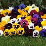 Виола Виттрока (Viola wittrockiana)
