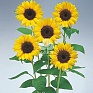 Подсолнечник летний (Helianthus annuus)