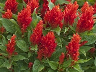Целозия метельчатая (Arrabona) Целозия метельчатая (Arrabona)