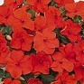 Бальзамин Уоллера (Impatiens walleriana) Бальзамин Уоллера (Impatiens walleriana)