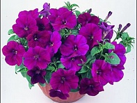 Петуния ампельная гибридная (Nuvolari F1)