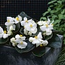 Бегония вечноцветущая (бронзовая листва) (Begonia semperflorens)