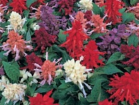 Сальвия блестящая (Sizzler)