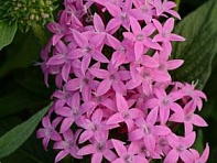 Пентас ланцетовидный (Butterfly F1) Пентас ланцетовидный (Butterfly F1)